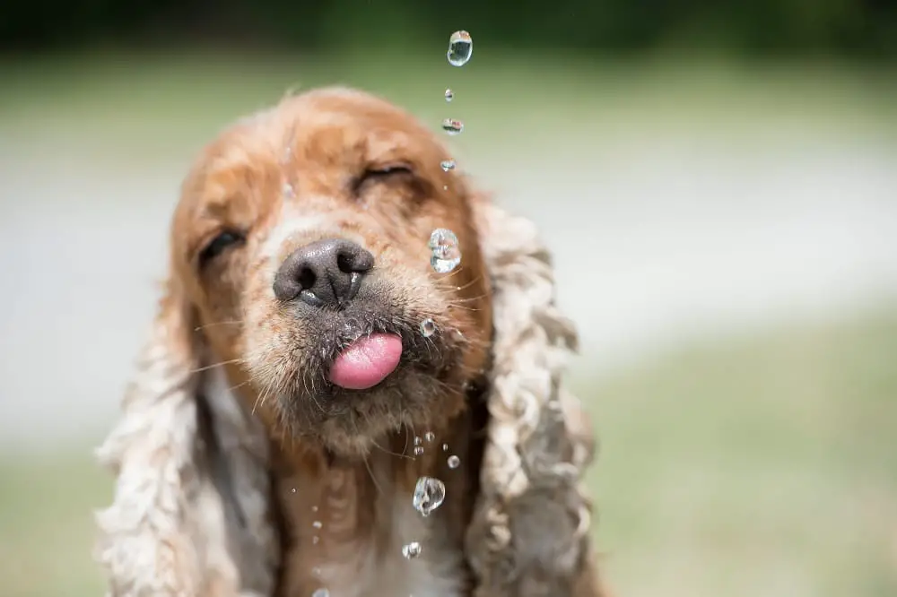 Thirsty Dog puppy cocker spaniel drinking