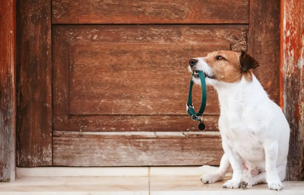 Jack Russell Terrier beg with Collar