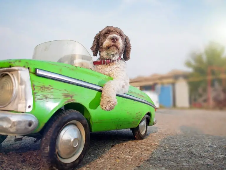 cute dog driving green retro car