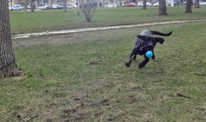 dog tennis ball fetch