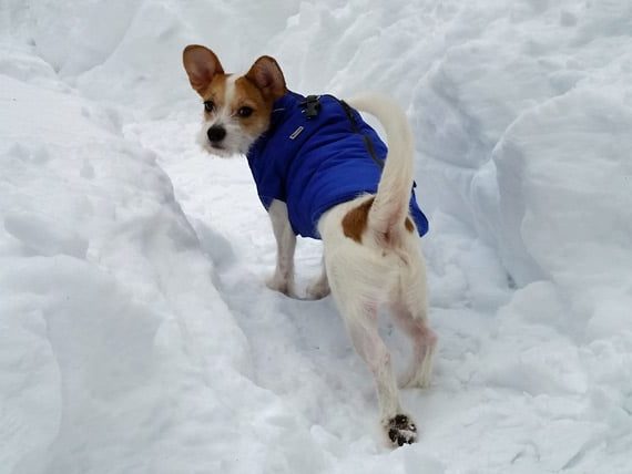 winter dog activities