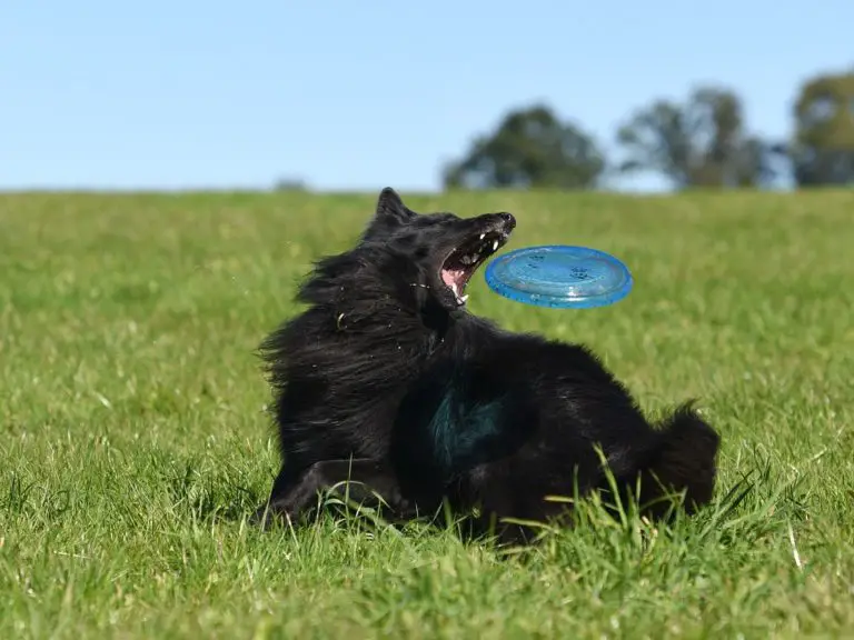 Dog Catching a Frisbee