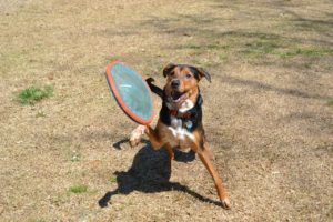 Dog Catching a Short Frisbee Throw