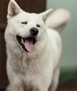The Akita dog is a protective dog breed.