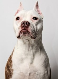 American Staffordshire Terrier (Pit Bull) dog is one of the most Protective Dog Breeds.