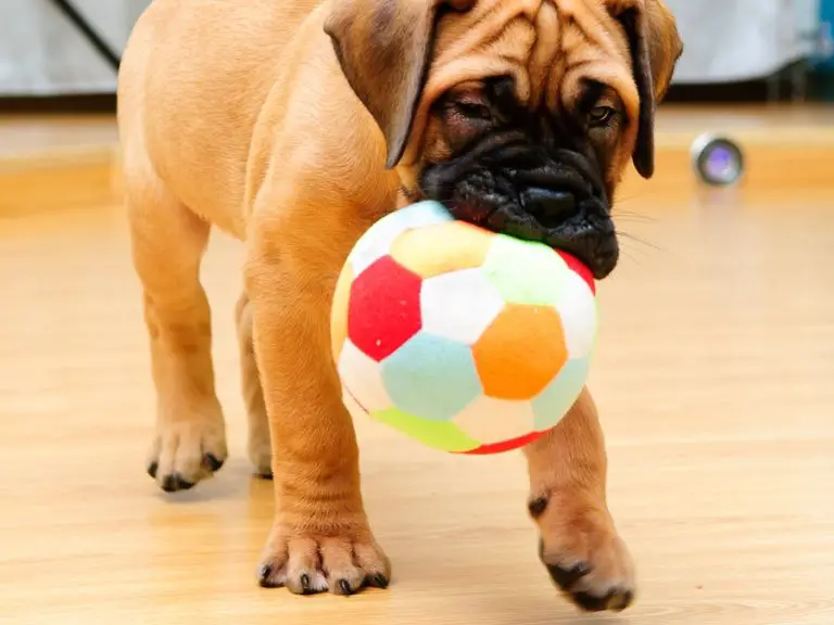 Best Toy Balls for Dogs