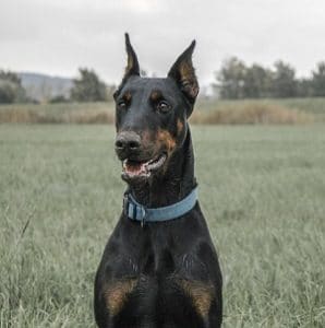 Doberman Pinscher dog is a Protective Dog Breed