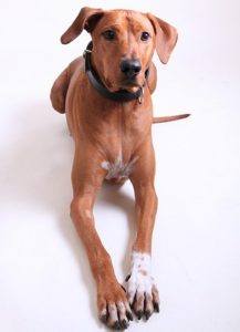 The Rhodesian Ridgeback dog is part of the Protective Dog Breeds.