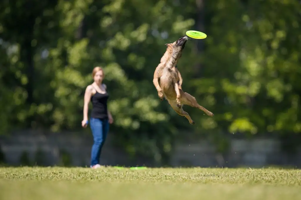 Belgian Malinois Catching Frisbee