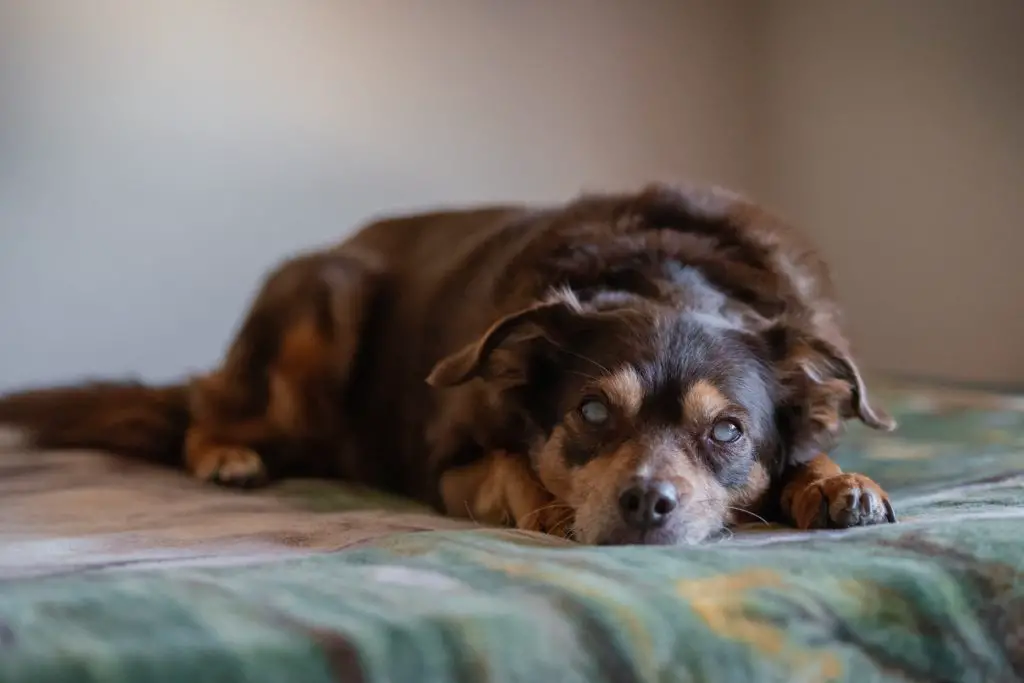 Portrait of a blind diabetic dog relaxed on the bed