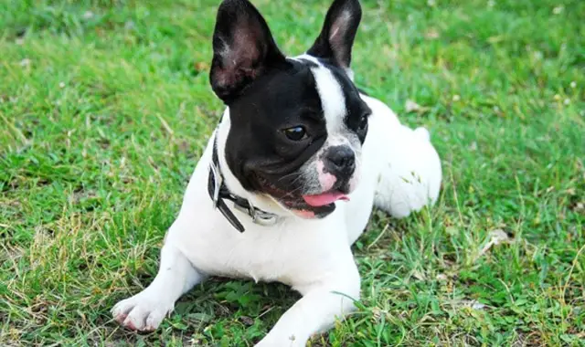 a pet owners guide to the frenchton2