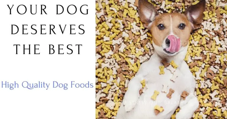 Best Food Dog Food Brands