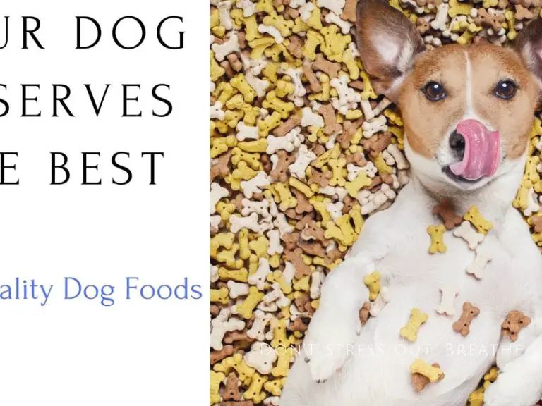 Best Food Dog Food Brands