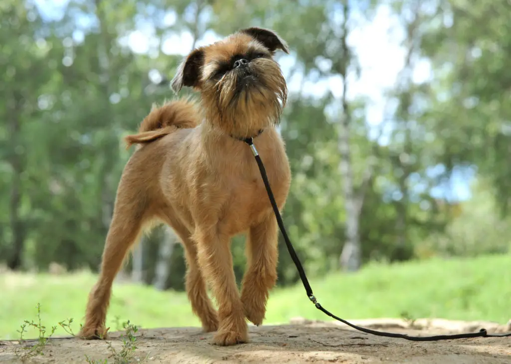 Brussels Griffon for a walk in the park