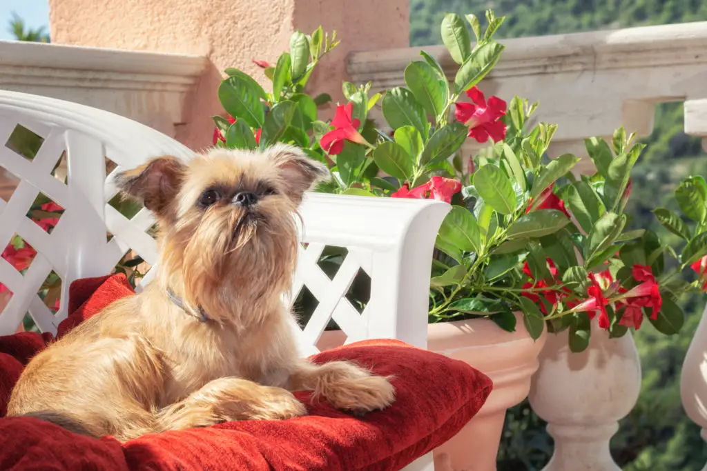 Brussels Griffon is resting on a chair on the terrace surrounded with flowerpots