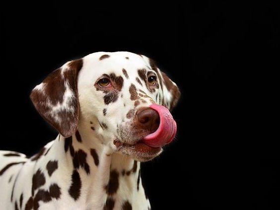 dog licking yum!