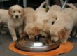 golden retriever puppies 