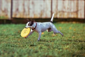 Dog running with Frisbee