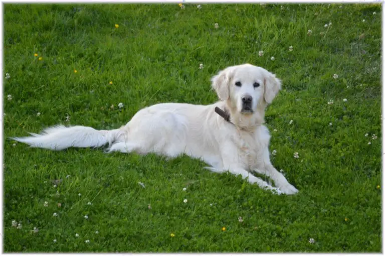 Home Remedies for Fleas on Dogs White dog in grass