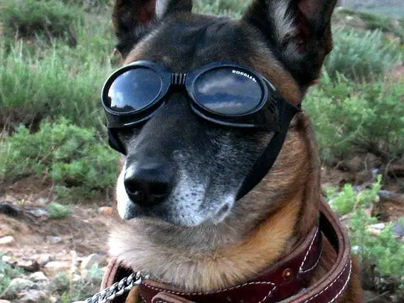 german shepherd with glasses