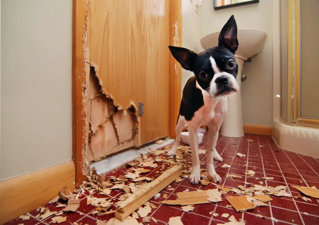 Dog Destroy Door