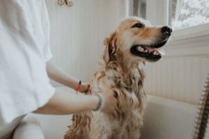 DHPP vaccine for dogs and DHLPPC vaccine