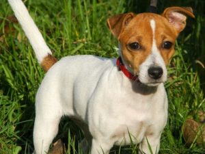 The JRT is one of the most active dog breeds.