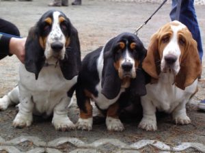 Who would've thought that the Basset Hound is one of the most active dog breeds?
