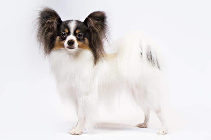 The Papillon is part of the best lap dogs list.