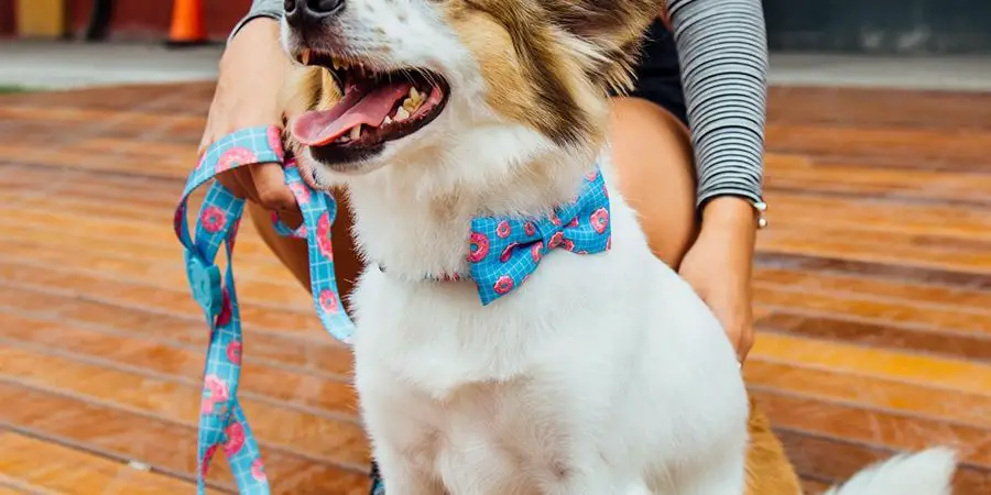 Lionheart glory Premium Dog Collars Bowtie Dog Collar Adjustable Heavy Duty Dog Collar with Bow for Medium Dogs 