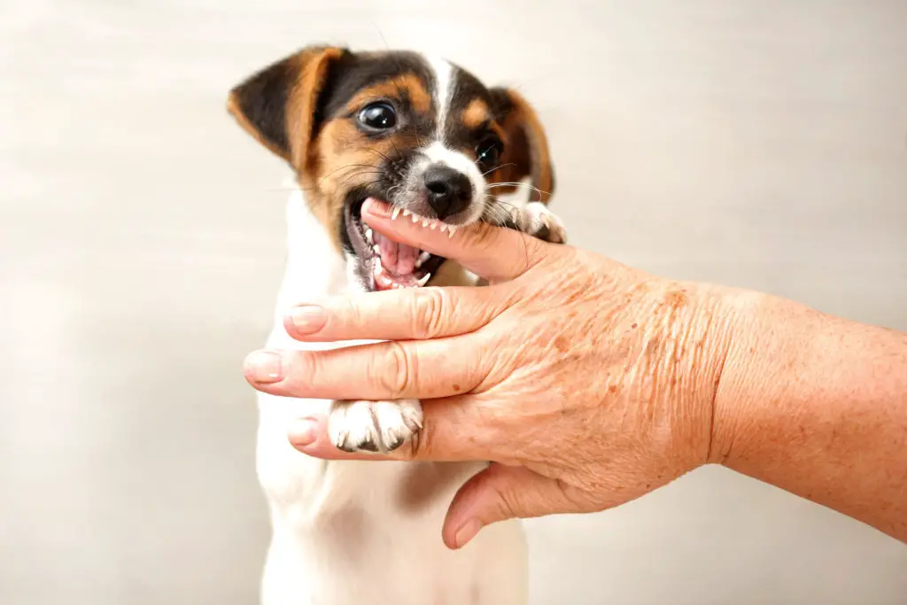 Young Dog with Hand in Mouth