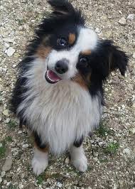 All About the Toy Australian Shepherd Dog Breed - Doodles Daily