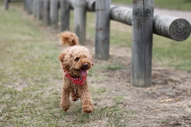 Toy Poodle Brown Fence