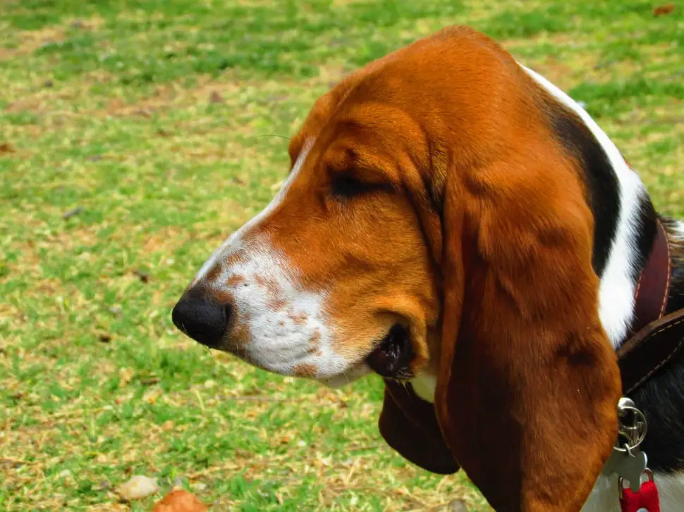 American English Coonhound Head Side