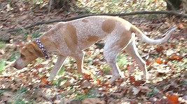 American English Coonhound Tracking