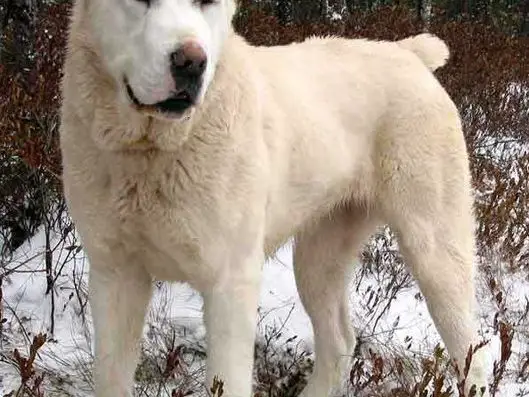 Central Asian Shepherd in Snow