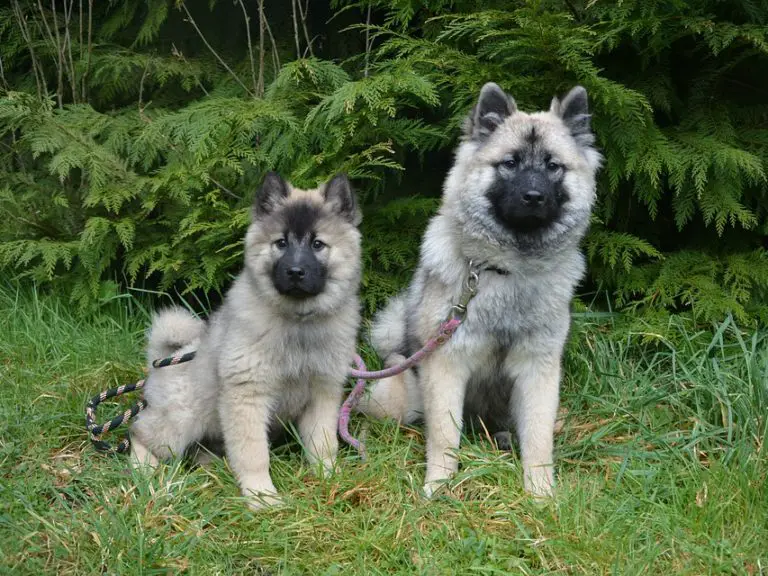 Blue Eurasier and Puppy