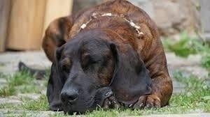Hanoverian Scenthound Sleeping