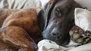 Hanoverian Scenthound Snooze