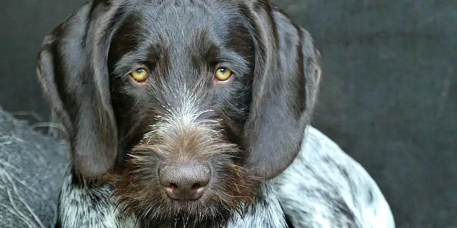 Slovakian Wirehaired Pointer Face