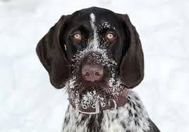 Slovakian Wirehaired Pointer Frosted
