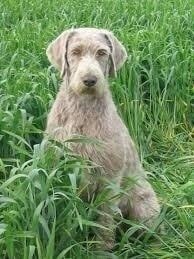 Slovakian Wirehaired Pointer Light