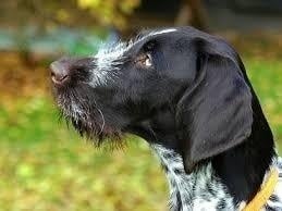 Slovakian Wirehaired Pointer Side