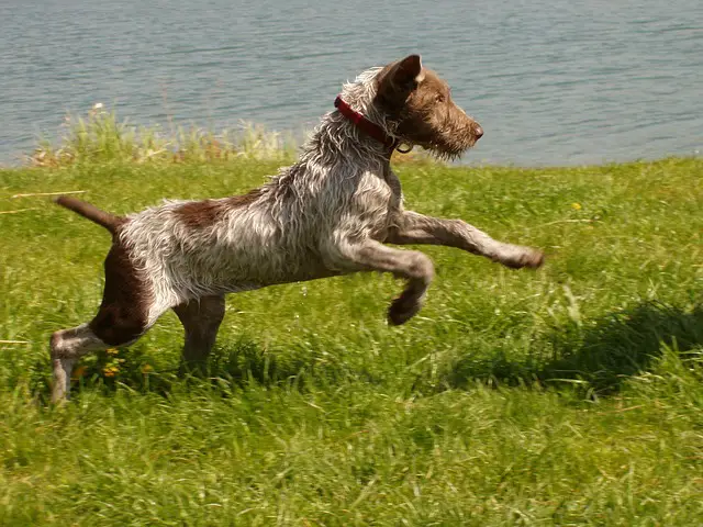 Slovakian Wirehaired Pointer
