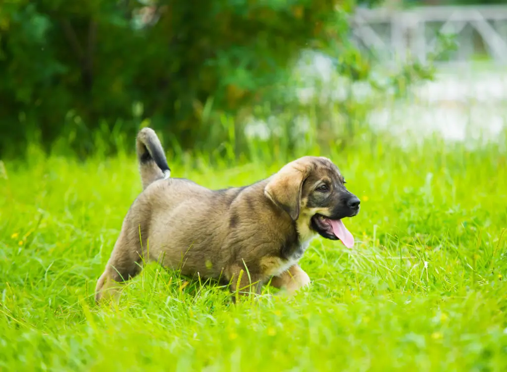 Puppy breed of Spanish mastiff playing in the grass