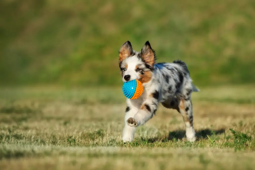 Toy Australian shepherd with Ball
