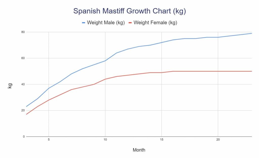 Spanish Mastiff Growth Chart kg