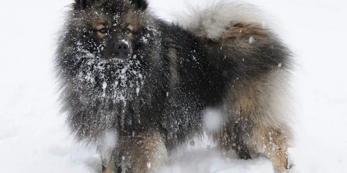 Swedish Lapphund Snow