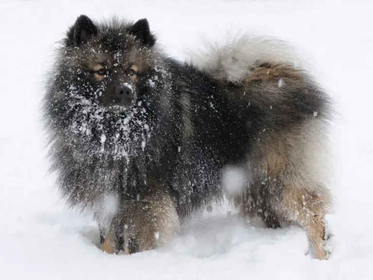 Swedish Lapphund Snow