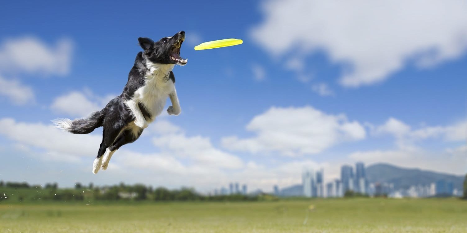 Boarder Collie Playing Frisbee